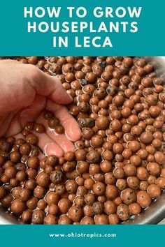 a person is reaching for some food in a bowl with the words how to grow houseplants in leca