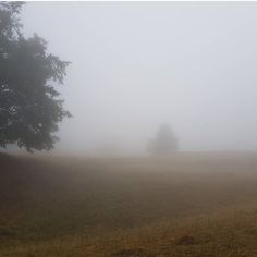 a foggy field with trees in the distance and one single tree on the far side