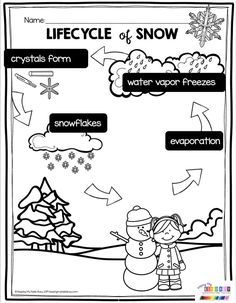 the life cycle of snow worksheet