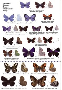 an image of butterflies with different colors and markings on them, including the names of each species