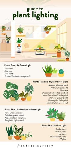 Plant Lighting Guide Plants Indirect Sunlight, House Plants Purify Air, Good Indoor Plants Low Lights, Good House Plants Low Lights, Plants For Indoors Low Lights, Indoor Plants Indirect Light, Good Low Light Indoor Plants, Low Light Indoor Plant, Plants Under Tv