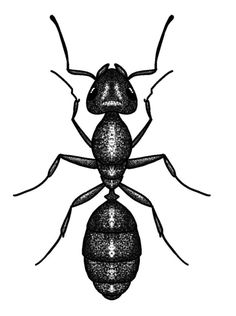 a black and white image of an insect