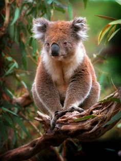 a koala sitting on top of a tree branch with leaves around it's neck