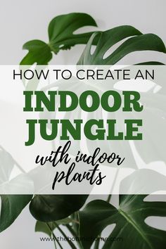 an indoor jungle plant with text overlay that reads how to create an indoor jungle with indoor plants