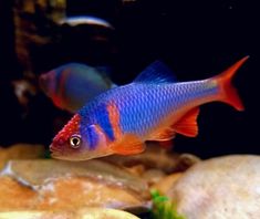 two blue and red fish in an aquarium