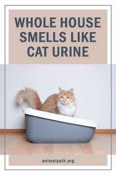 a cat sitting in a bathtub with the caption, whole house smells like cat urine