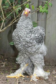 a gray and white chicken standing on top of dirt next to a wooden fence with green leaves