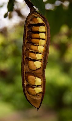 a seed pod hanging from a tree with leaves on it's side and the seeds still attached