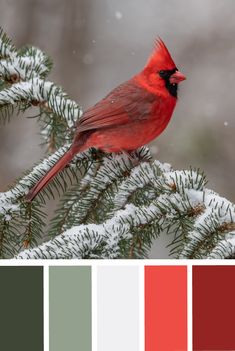 a red cardinal perched on top of a pine tree covered in snow with color swatches