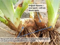 an image of the root structure of a plant