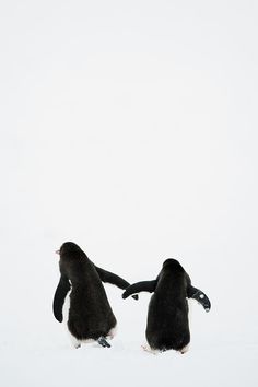 two penguins playing in the snow with their heads touching each other's hands, black and white photograph