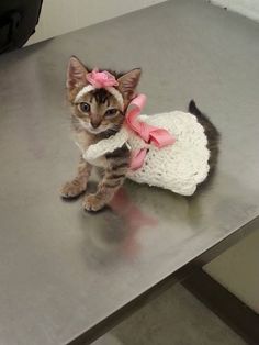 a small kitten sitting on top of a table