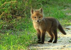 a small fox standing on top of a lush green field