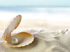 an open shell with a pearl in it on the beach