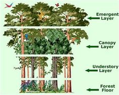 an image of different types of trees in the forest, including canopy layer and canopy layer