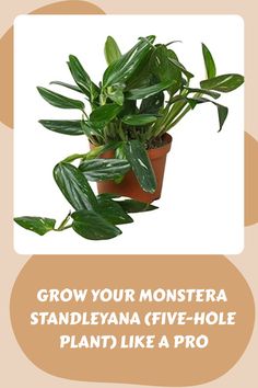 a potted plant with the words grow your monstera standleyna give - hole plant