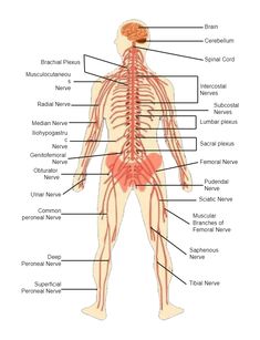 Human Nervous System Diagram Neural System, Diagram Ideas, Human Organ, Community Signs