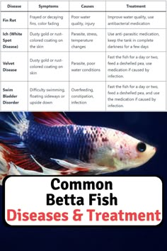 a fish with the words common betta fish disease and treatment on it's side