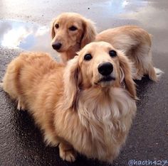 two brown dogs standing next to each other on a wet ground with clouds in the background