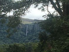 cows are grazing on the grass in front of some trees and a waterfall is visible behind them