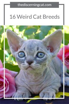 a cat with blue eyes sitting in front of pink roses and greenery text reads, 16 weird cat breeds