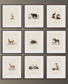 six framed animal prints in various sizes and colors