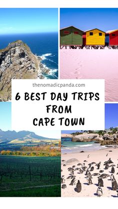 the best day trips from cape town are in this collage with penguins and colorful buildings