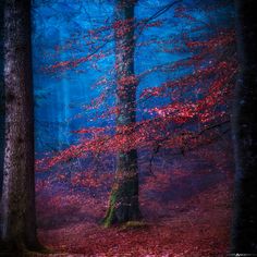 a tree with red leaves in the middle of a forest