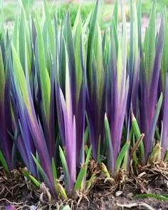 purple and green plants growing in the dirt