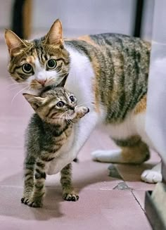 two cats playing with each other on the floor