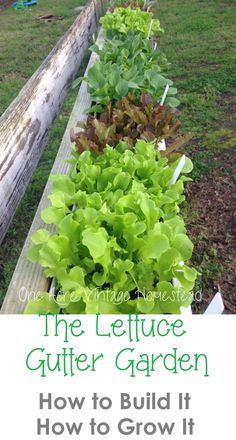 the lettuce gutter garden how to build it