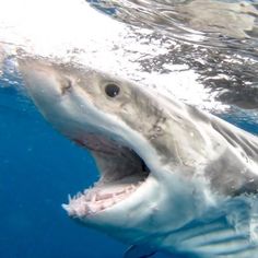 a great white shark with its mouth open in the blue water, looking at the camera