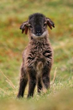 a baby lamb standing on top of a lush green field