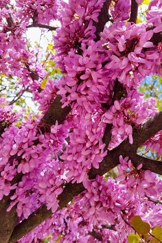 purple flowers are growing on the branches of a tree