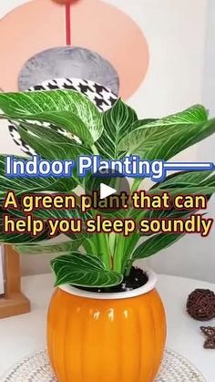 an indoor plant that can help you sleep soundly on the phone or tabletop