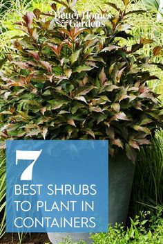 the 7 best shrubs to plant in containers