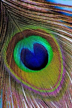 an image of a peacock's feather with blue and green feathers in the background