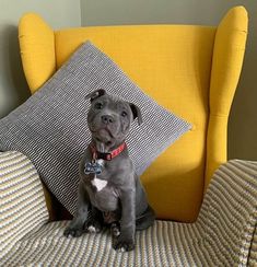 a gray dog sitting on top of a couch next to a yellow chair and pillow