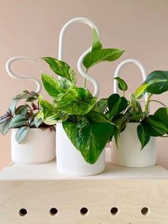 three white planters with green plants in them