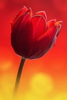 a single red tulip in front of an orange and yellow background