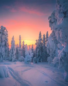 the sun is setting behind some snow covered trees