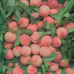 a crate filled with lots of peaches and green leaves on top of each other