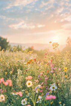 the sun shines brightly over a field full of wildflowers