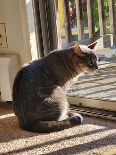 a cat sitting in front of a sliding glass door