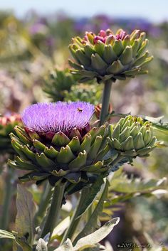 two purple flowers with green leaves in the foreground