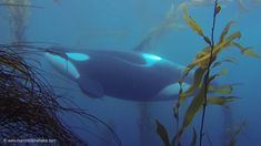 an orca whale swims in the water among seaweed and kelp plants