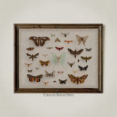 a group of moths mounted on a wall in a frame with the words home of the monarch prints