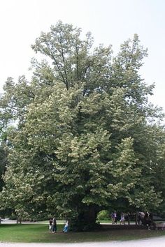 several people are sitting on benches under a large tree in the middle of a park