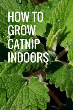 green leaves with the words how to grow catnip indoors on it's side