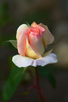 a pink and yellow rose with green leaves